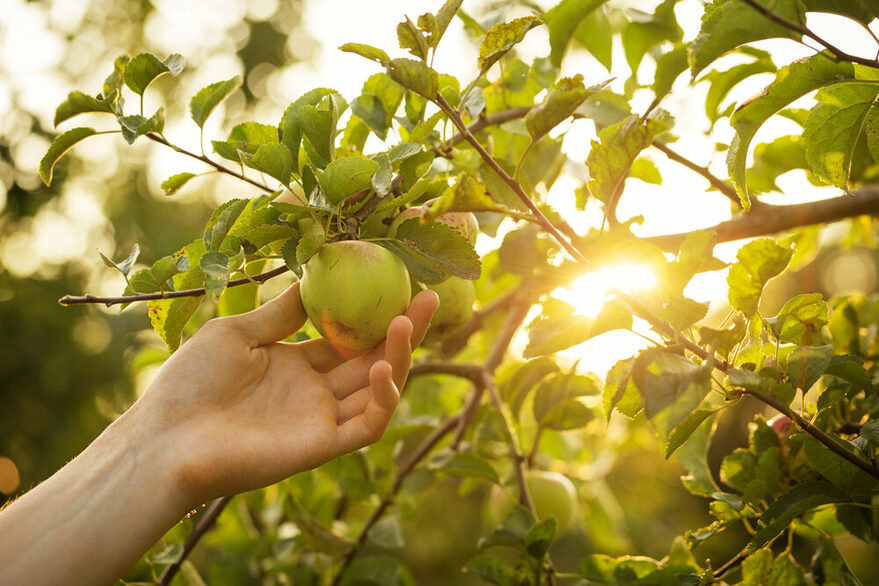 A person picks an apple