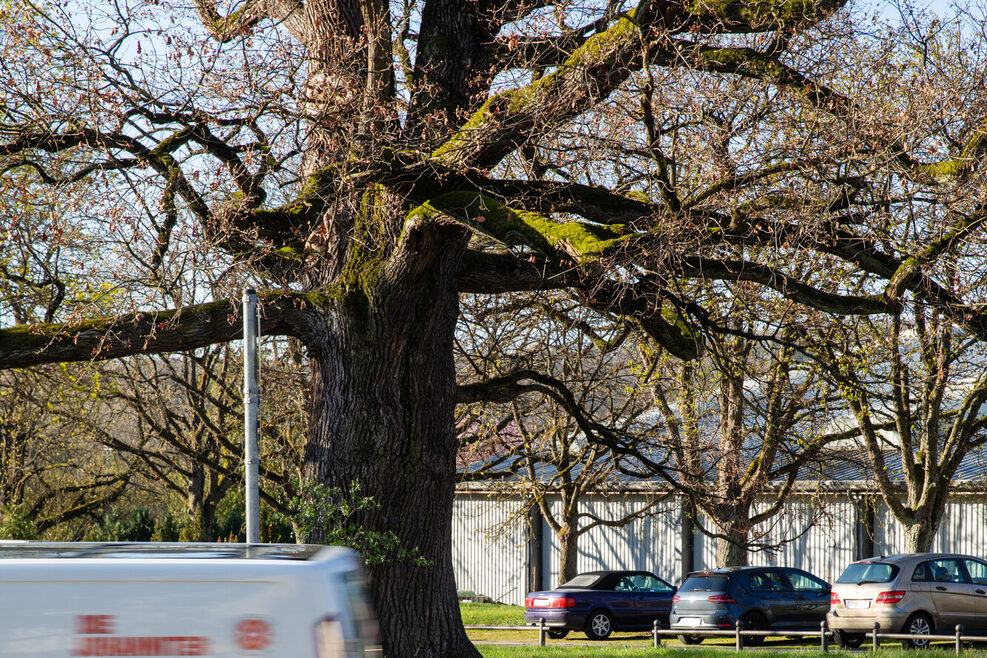 Eine große Eiche, davor unscharf ein weißes Auto, das an dem Baum vorbeifährt.