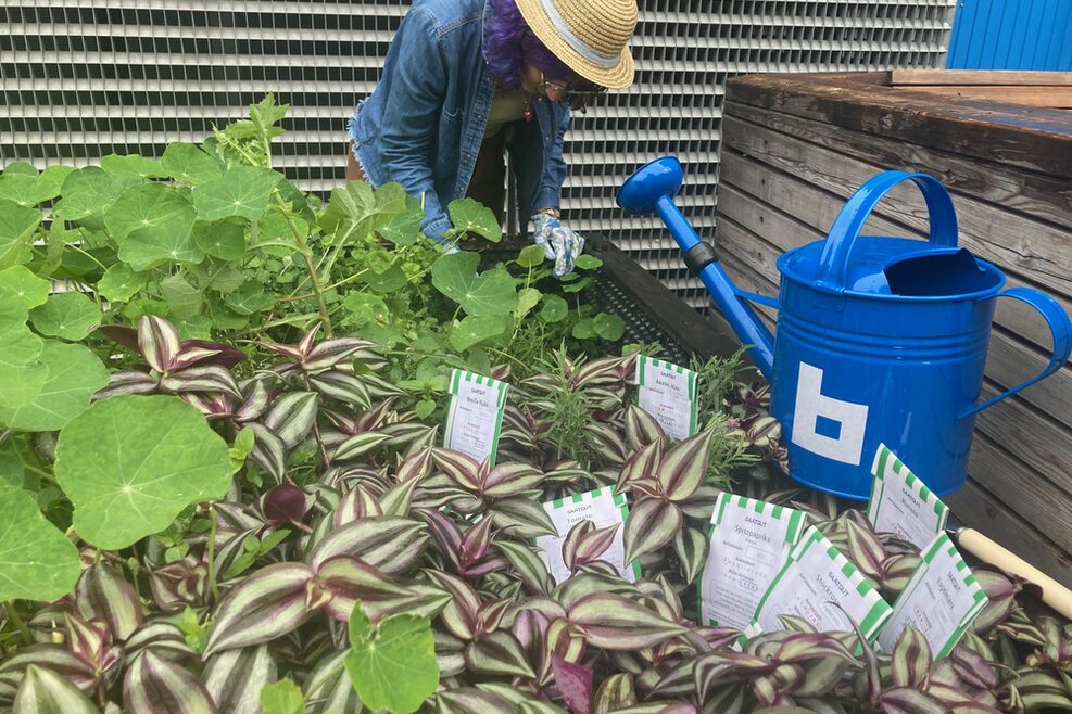 Eine Person Arbeitet an einem Hochbeet. Im Vordergrund ist eine Blaue Gießkanne mit dem weißen "b" Logo der Stadtbibliothek Stuttgart zu sehen.