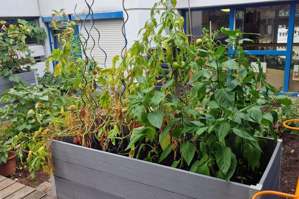 Im Garten steht ein Blumen und Gemüsebeet für Pflanzerfahrungen bereit.