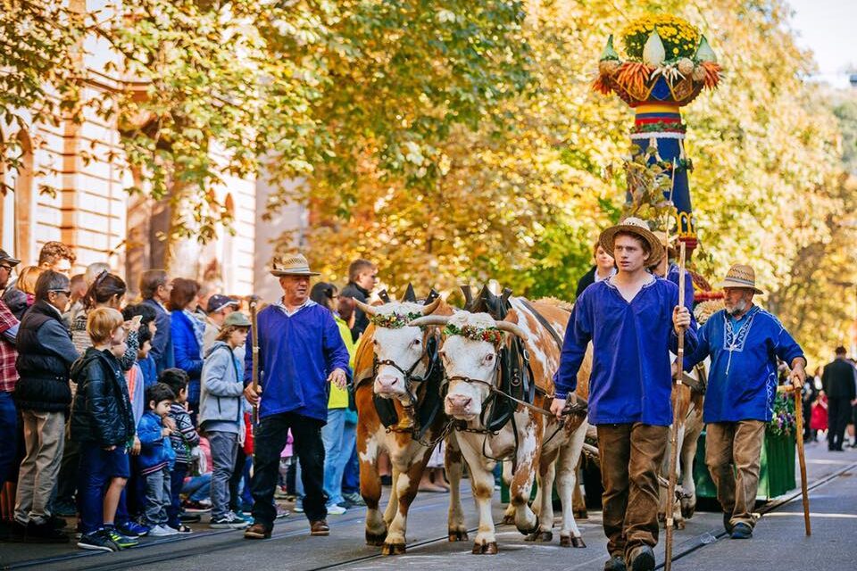 In Tracht gekleidete Männer führen Kühe durch die Straße.