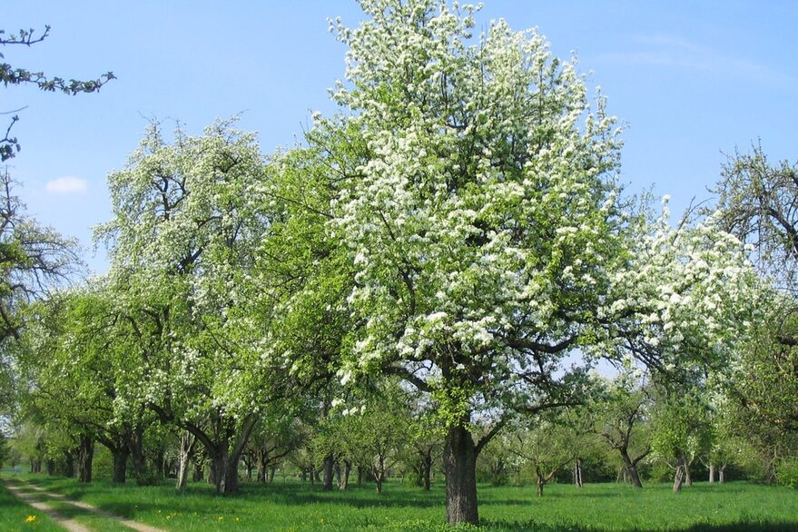 Weiß blühende Obstbaum auf frühlingshafter Streuobstwiese