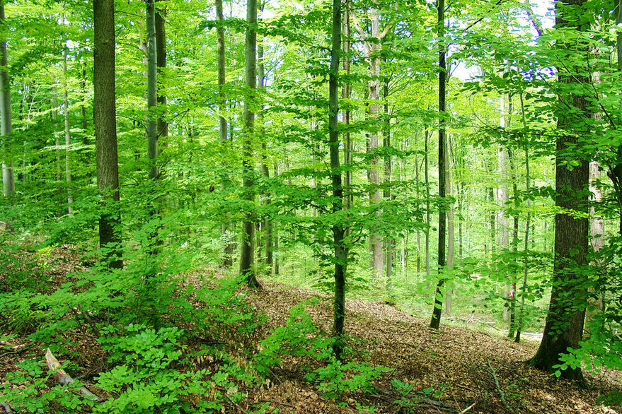 Dichter grüner Laubwald, braune Blätter bedecken den Boden.