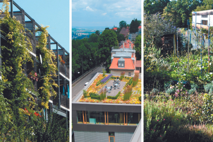 Collage verschiedener Dach- und Fassadenbegrünungen