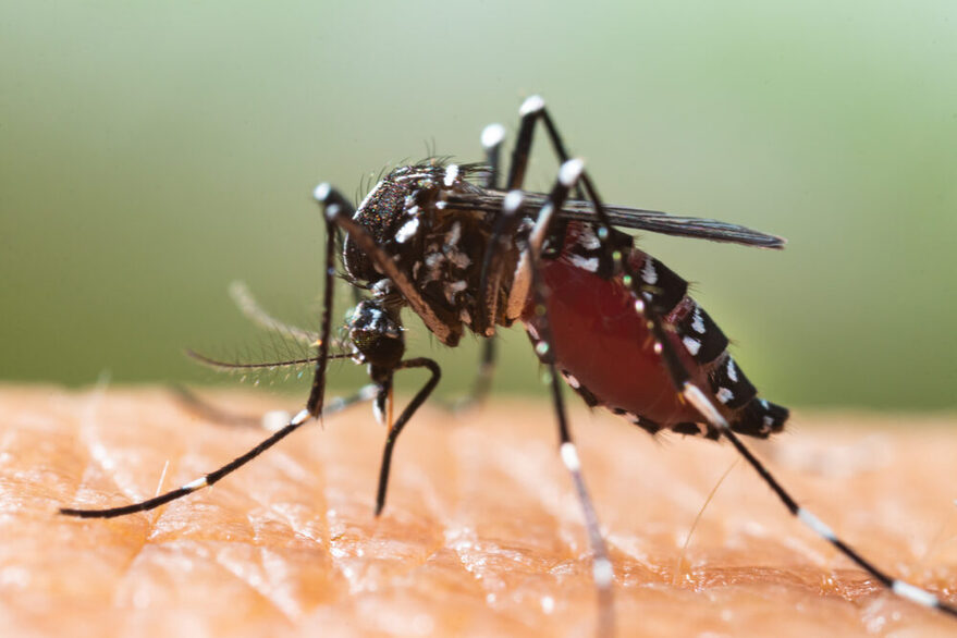 Eine Nahaufnahme der Tigermücke (lat. Aedes albopictus), während sie Blut saugt.