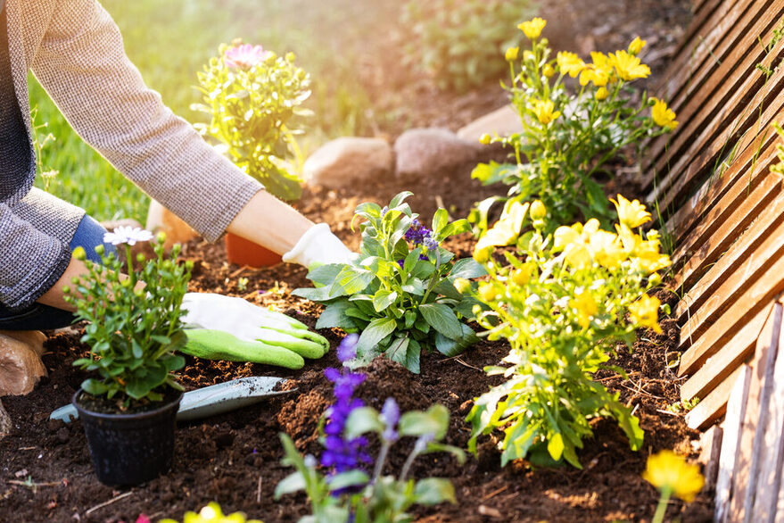 Frau pflanzt Blumen in ihrem Garten mit grünen Handschuhen und einem Spaten.