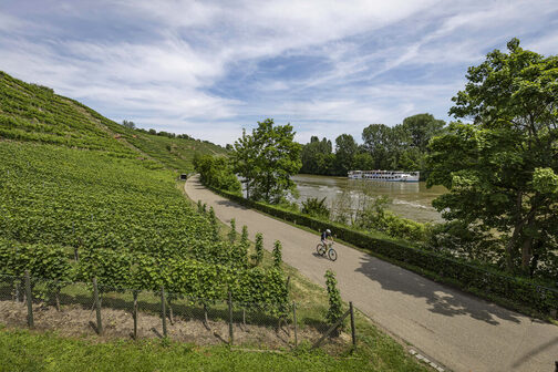 Ein Personenschiff fährt auf dem Neckar zwischen Weinbergen entlang, während ein Radfahrer auf einem Weg neben dem Fluss fährt.