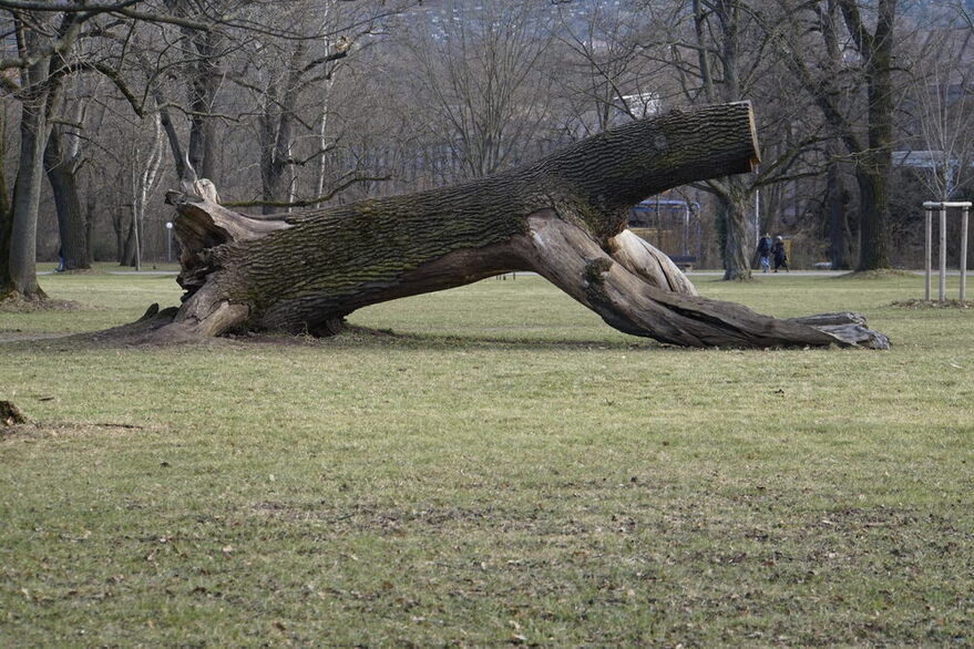 Fotografie eines auf der Seite liegenden Baumstamms im Rosensteinpark.